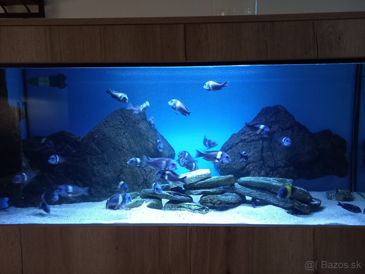 cichlidy tropheus duboisi