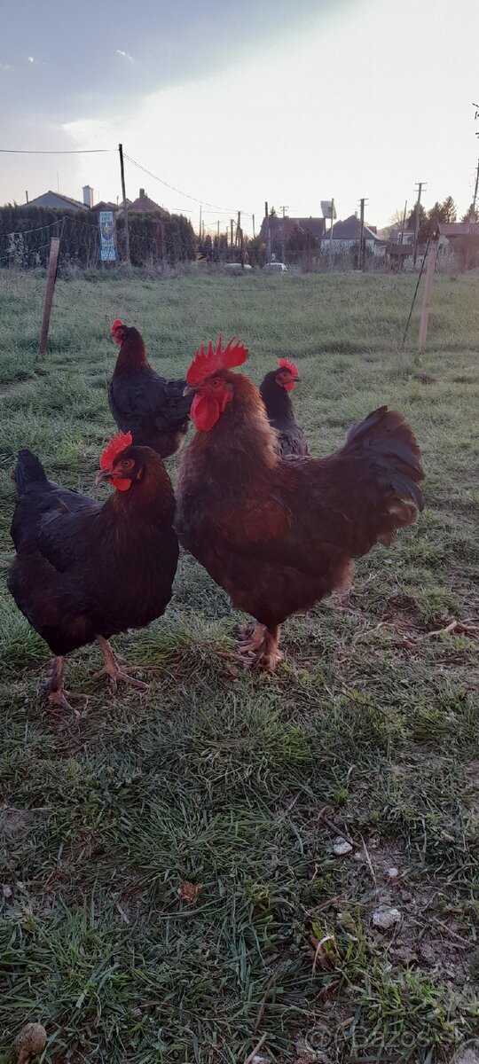 Nasadove vajcia Marans/olivova nosnica