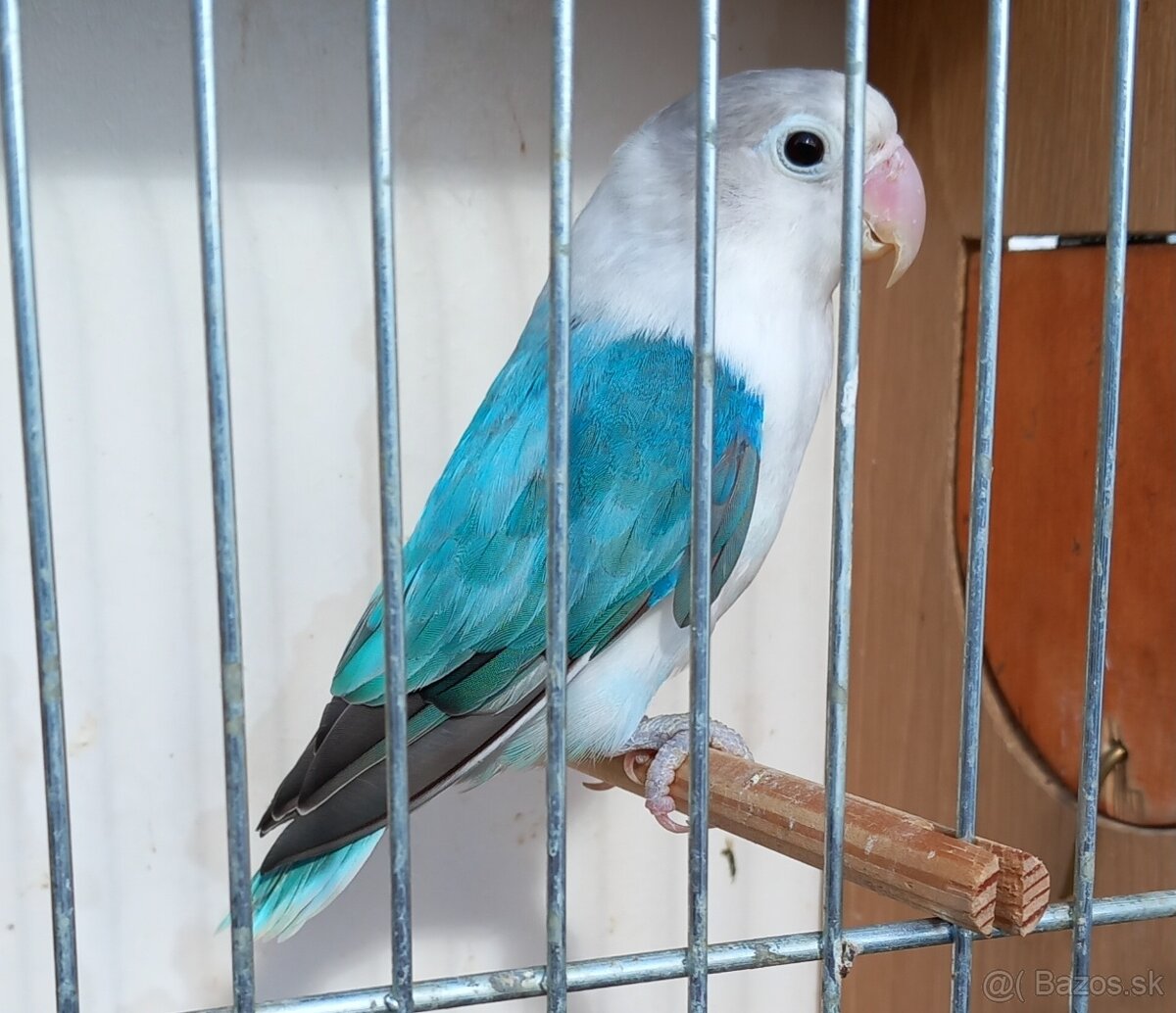 Agapornis fischeri chovná samička