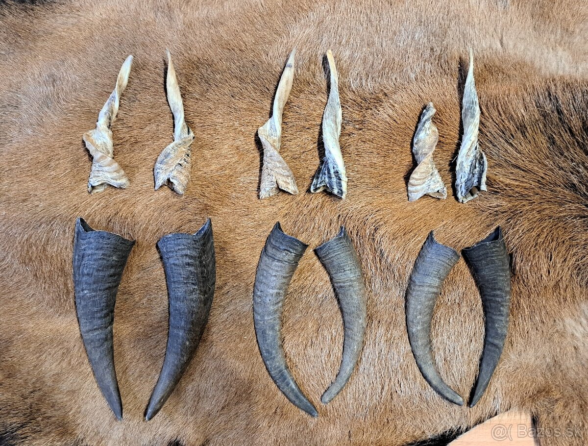 Rohy 20-40cm