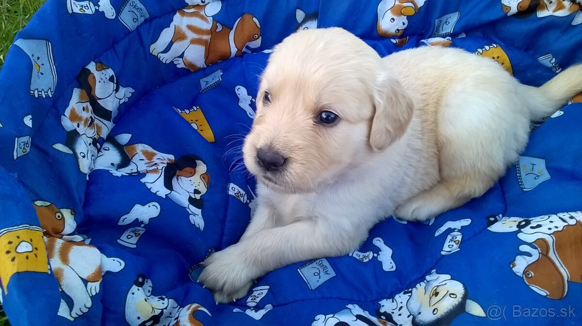Zlatý retriever šteniatka