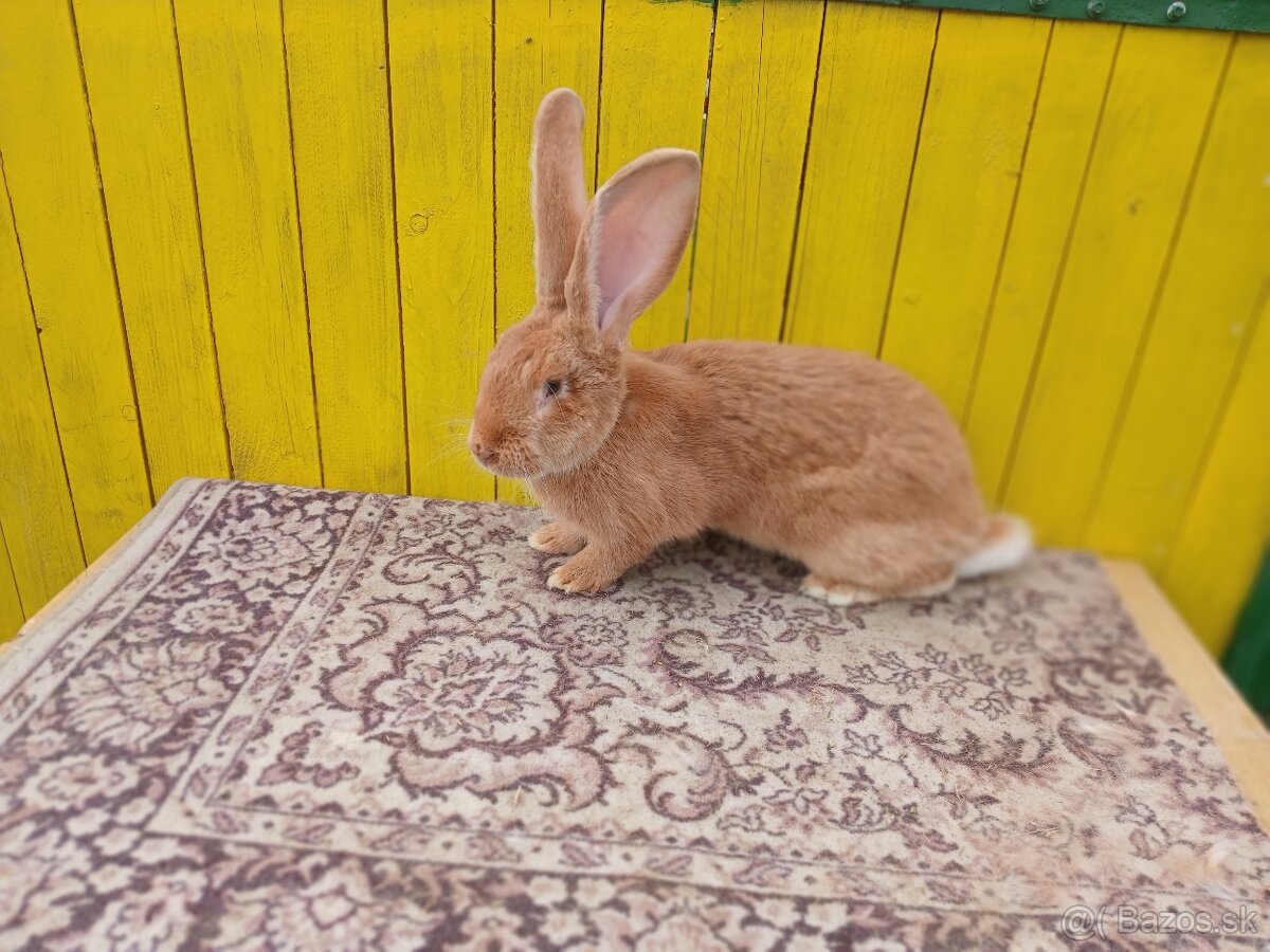 Belgicky obor-žltý