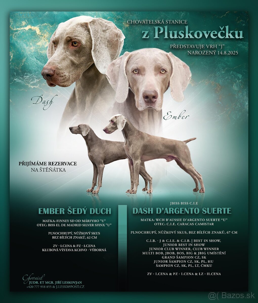 Weimarský stavač s PP