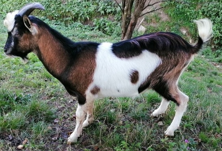 predám mladého capa, už pripustil