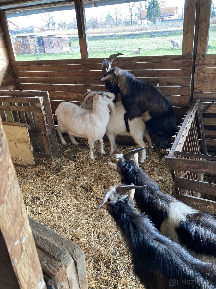 Ponúkam capa na krytie