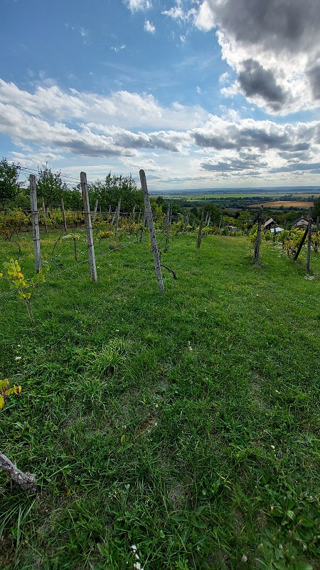 Pozemok o výmere 1333 m2 v Leviciach - Dolné Staré Levice