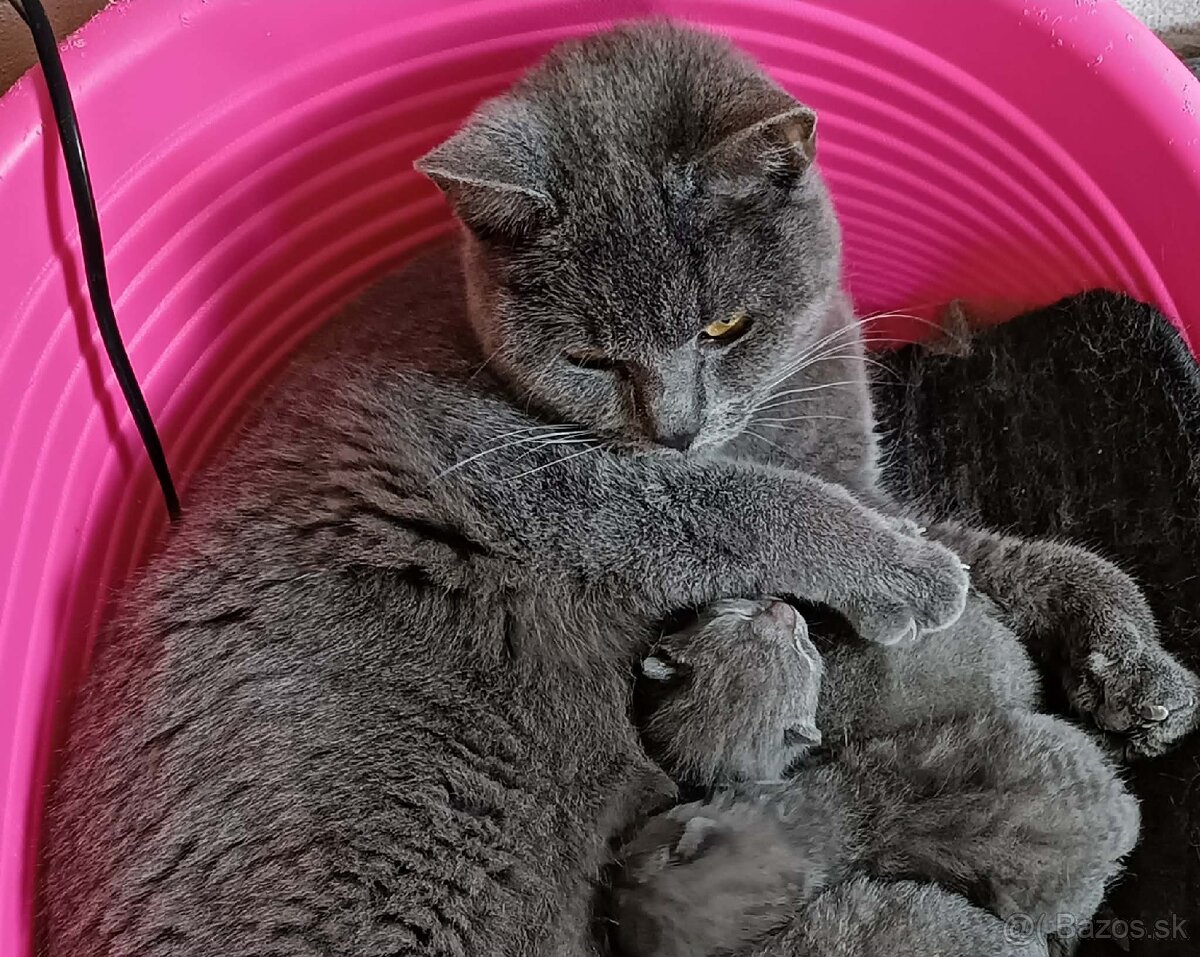 Britské modré mačiatka – prijímam rezervácie 🐾💙