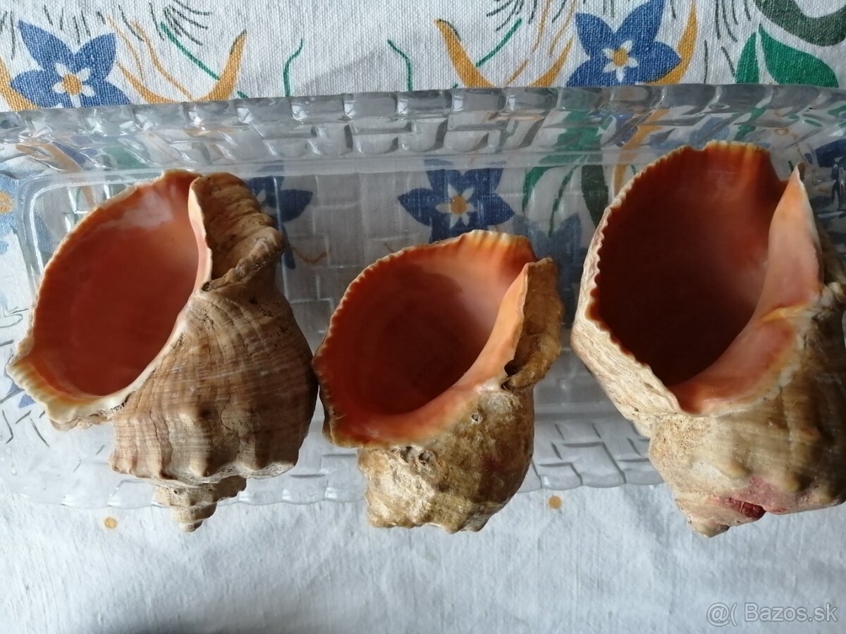 3 velke musle