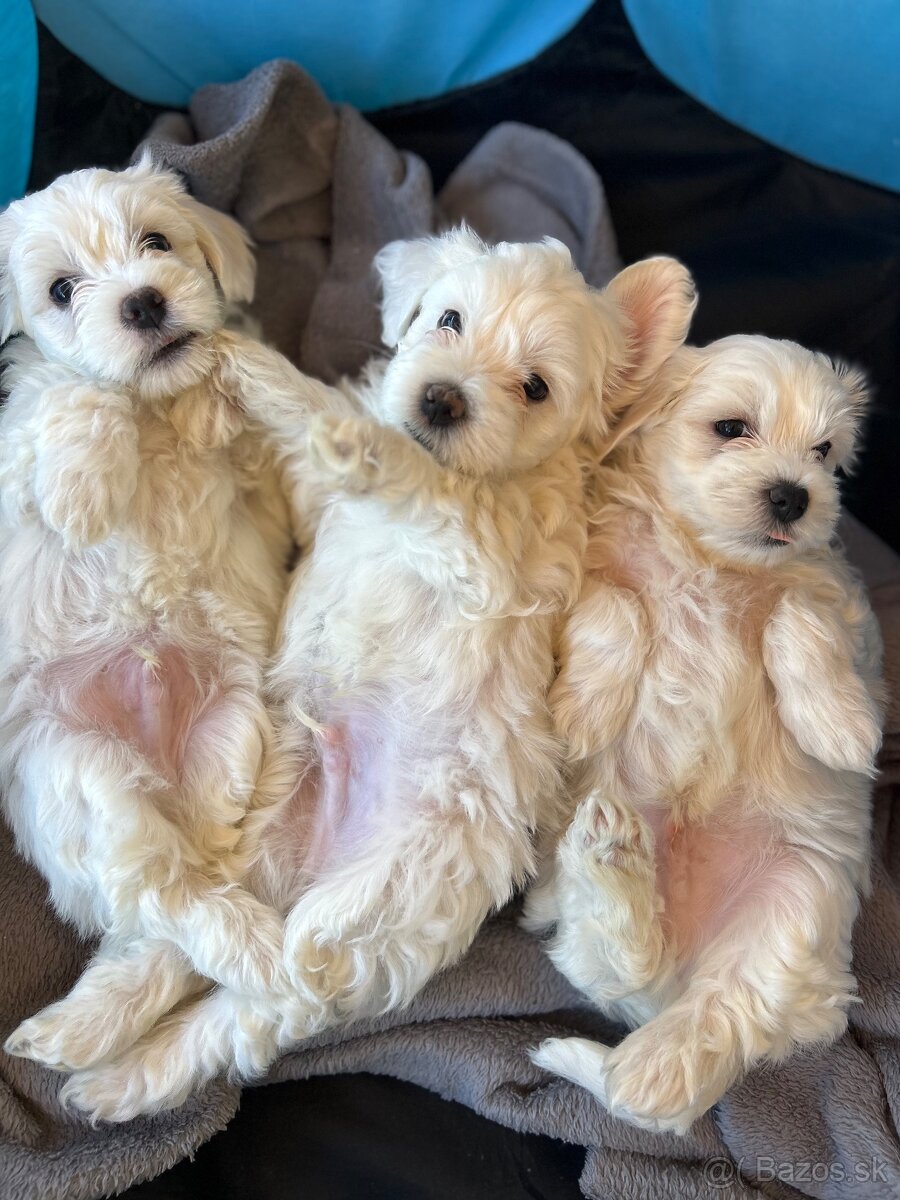 Mini Maltezak