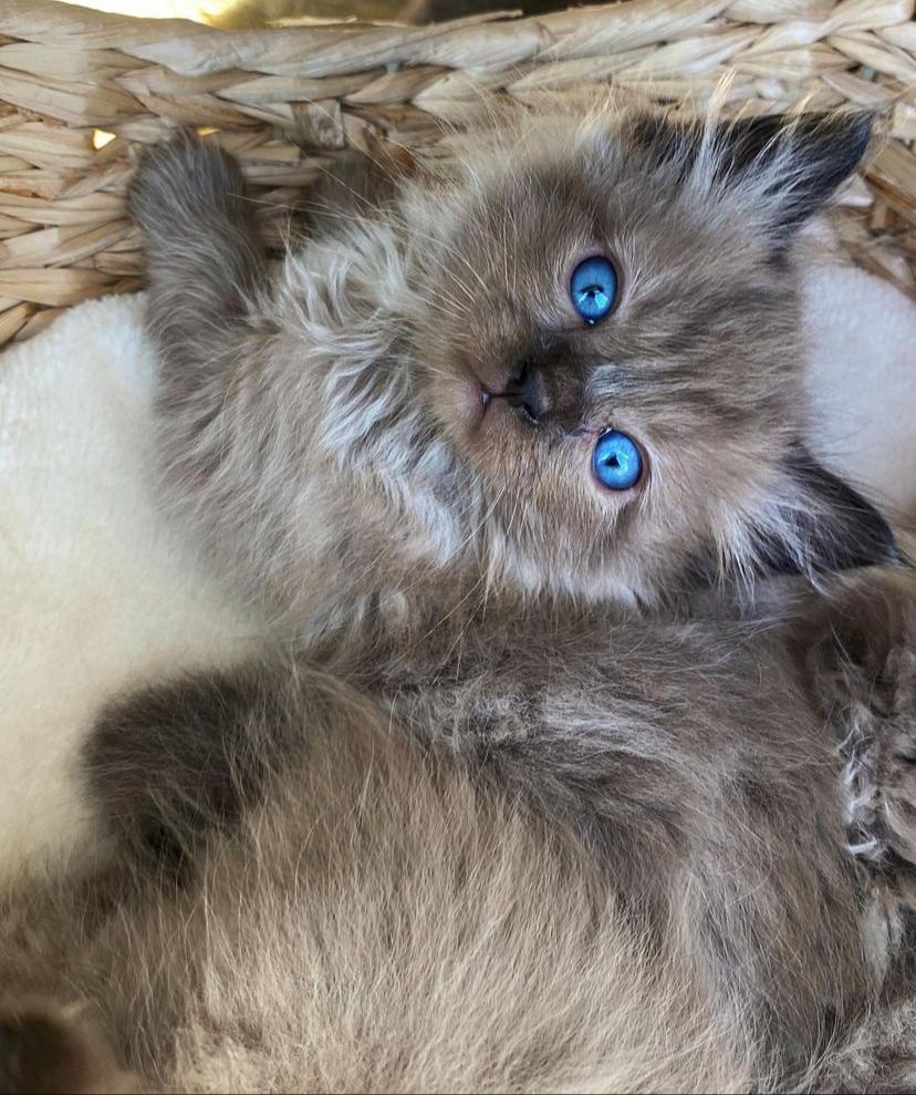Mačiatka ragdoll samec a samica na predaj