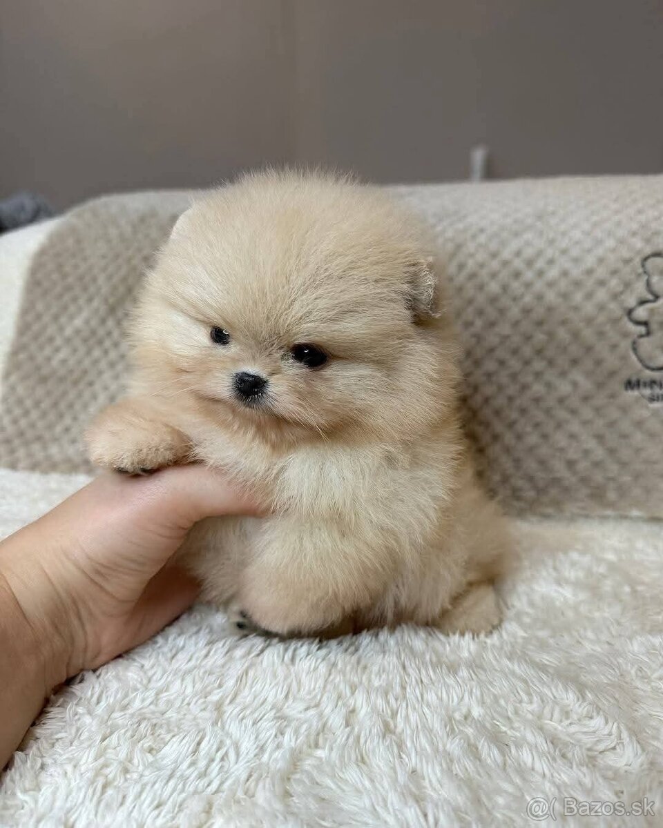 Pomeranian mini cream