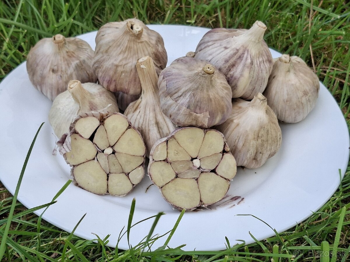 Bio cesnak Lyubasha od Janáka