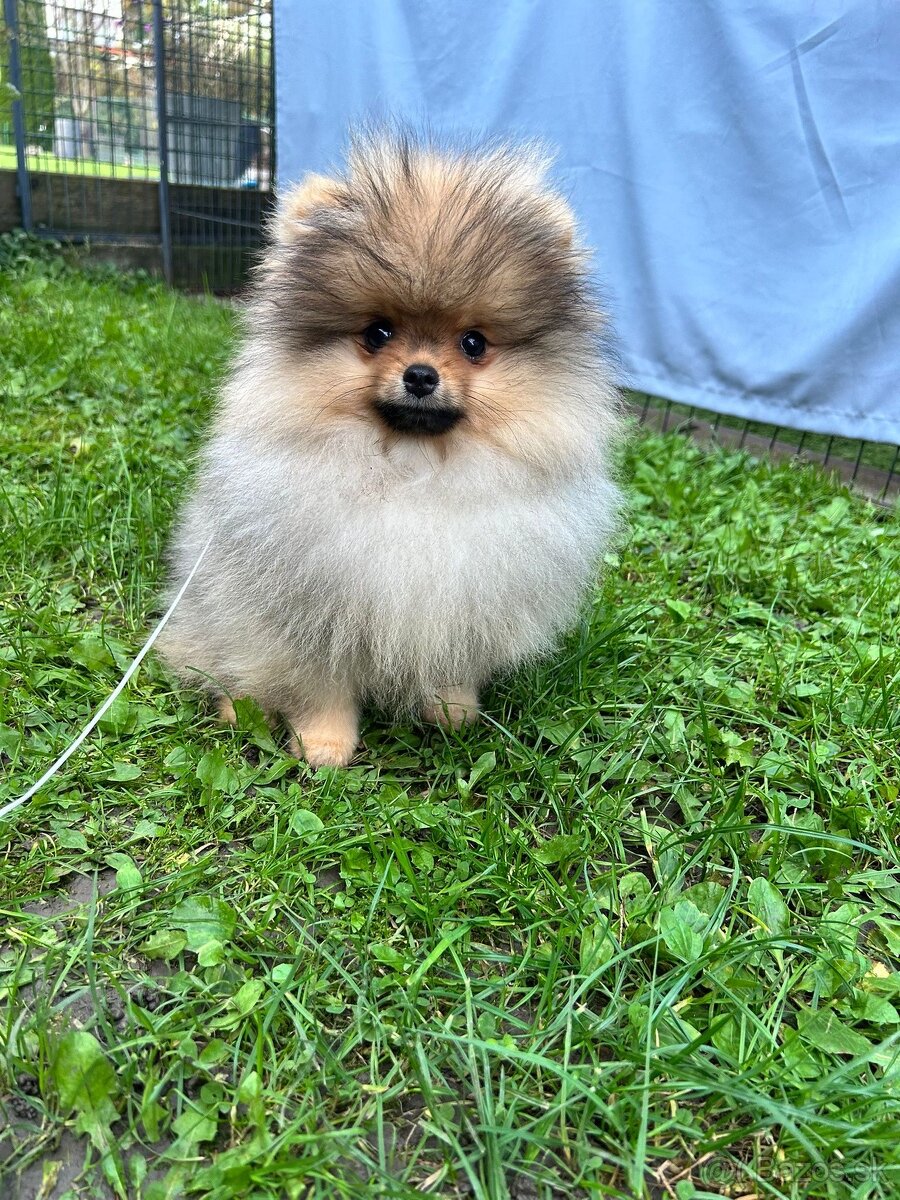 Pomeranian s PP., Chovateľská stanica nucháčik Poms
