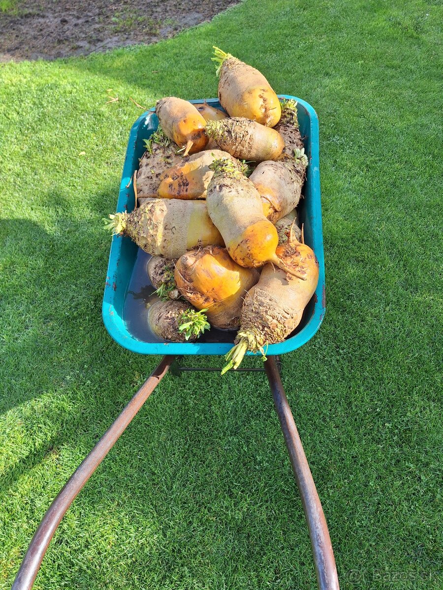 krmna repa