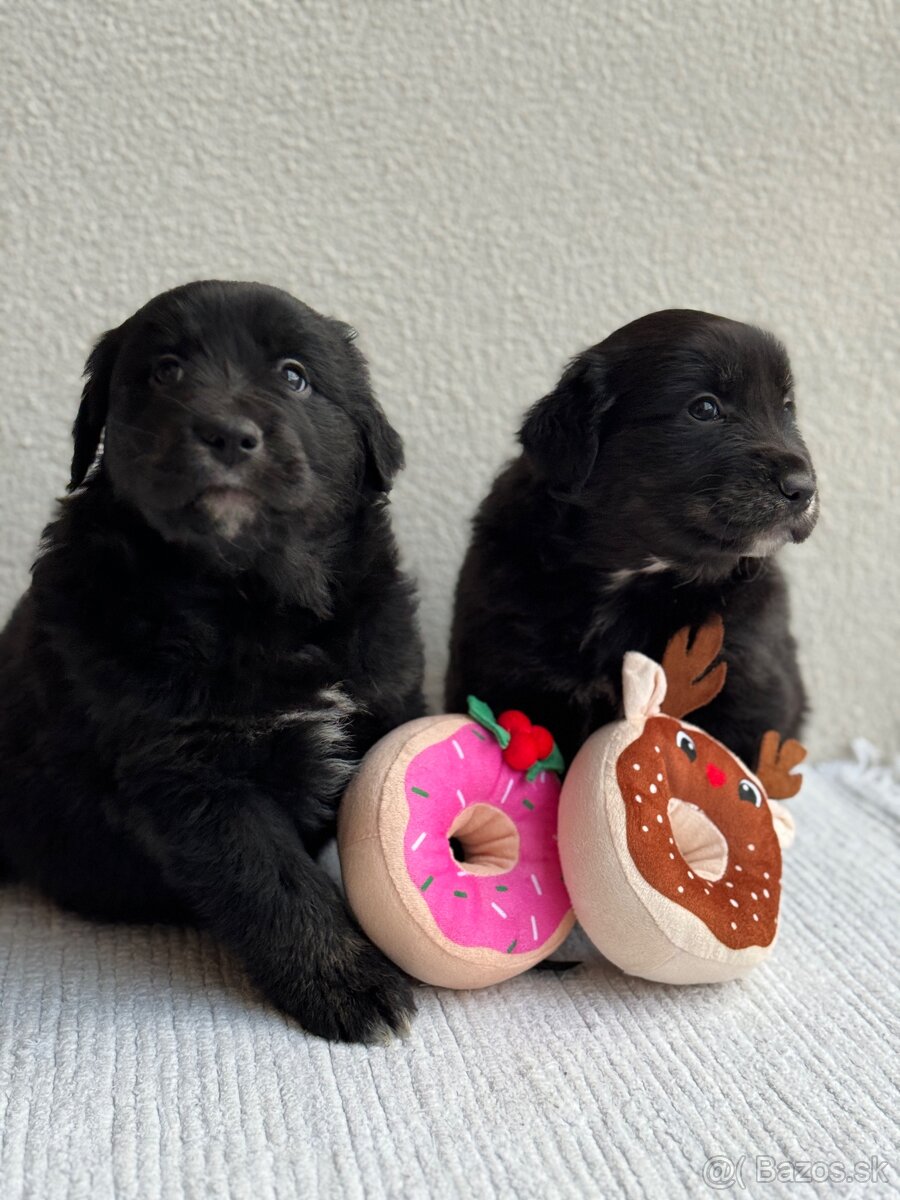 Golden Aussie steniatka