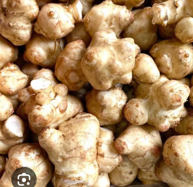 Topinambur -slnecnica hluznata