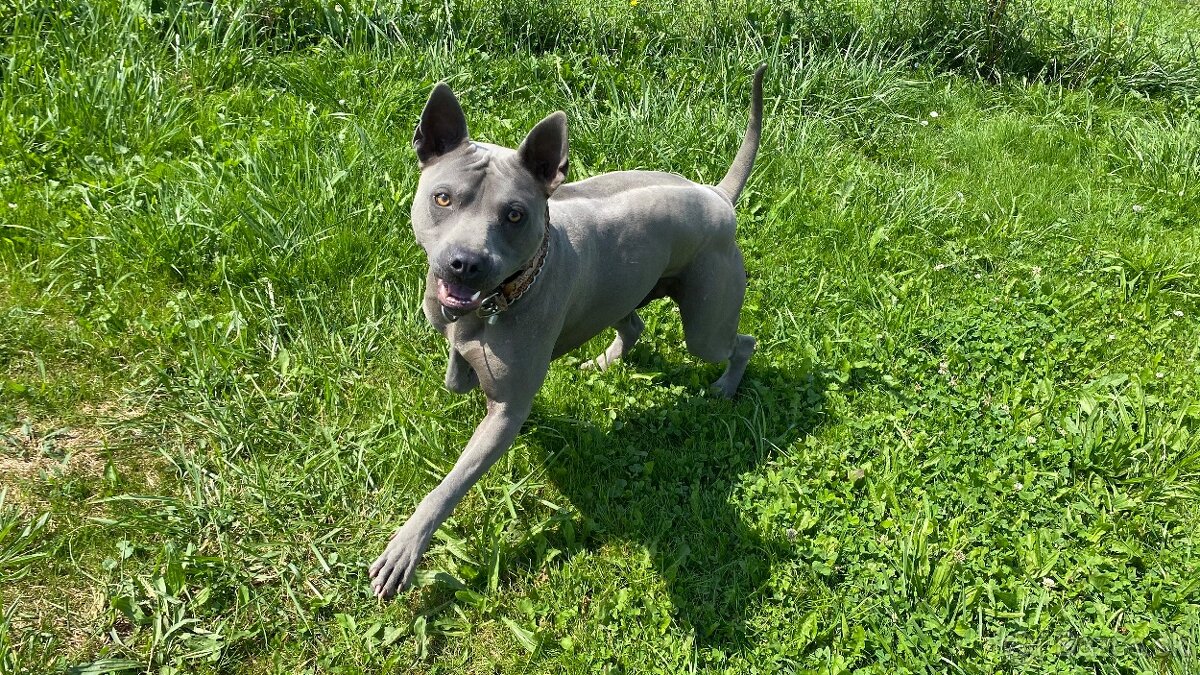 Predám Thai Ridgeback Dog, chovného psa FCI