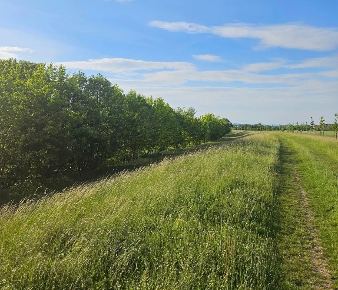 Vráble – 1.568 m2 POĽNOHOSPODÁRSKA pôda