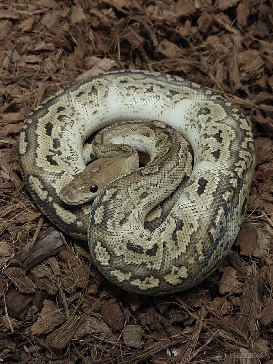 Python regius CB/24/25 Doprava po SR/Faunia/ZE/Akvatera