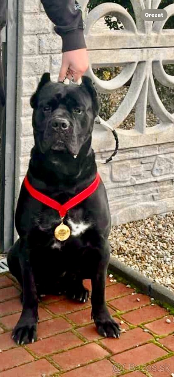 Cane Corso na krytie