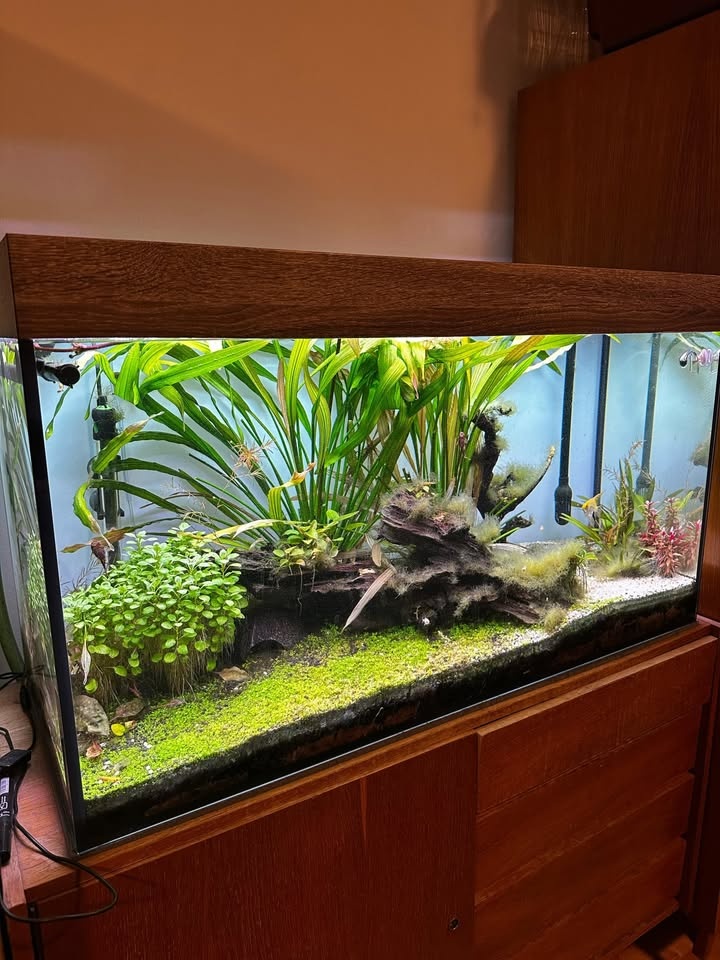 Predám kompletné akvárium 200L s príslušenstvom