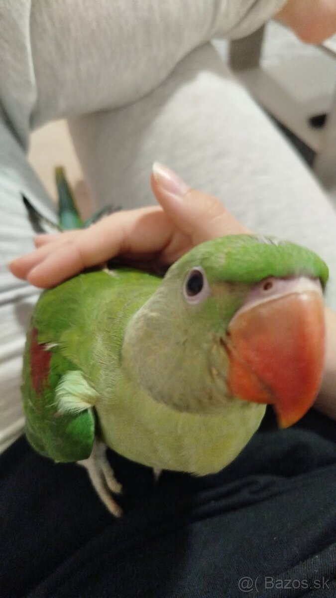 Korela Alexander Veľký