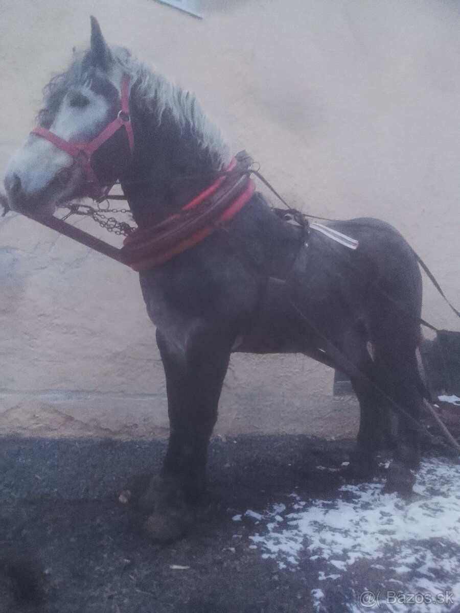 Predám ťažného žrebca