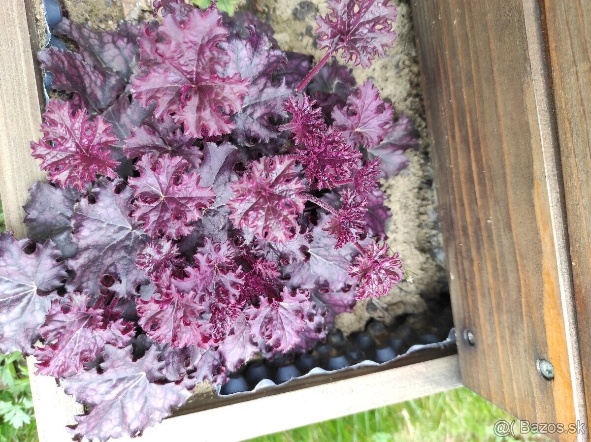 Heuchera rastlina do tieňa