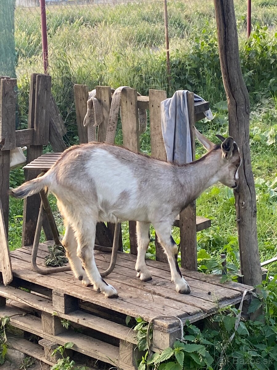 Predám Kozy a Capkov