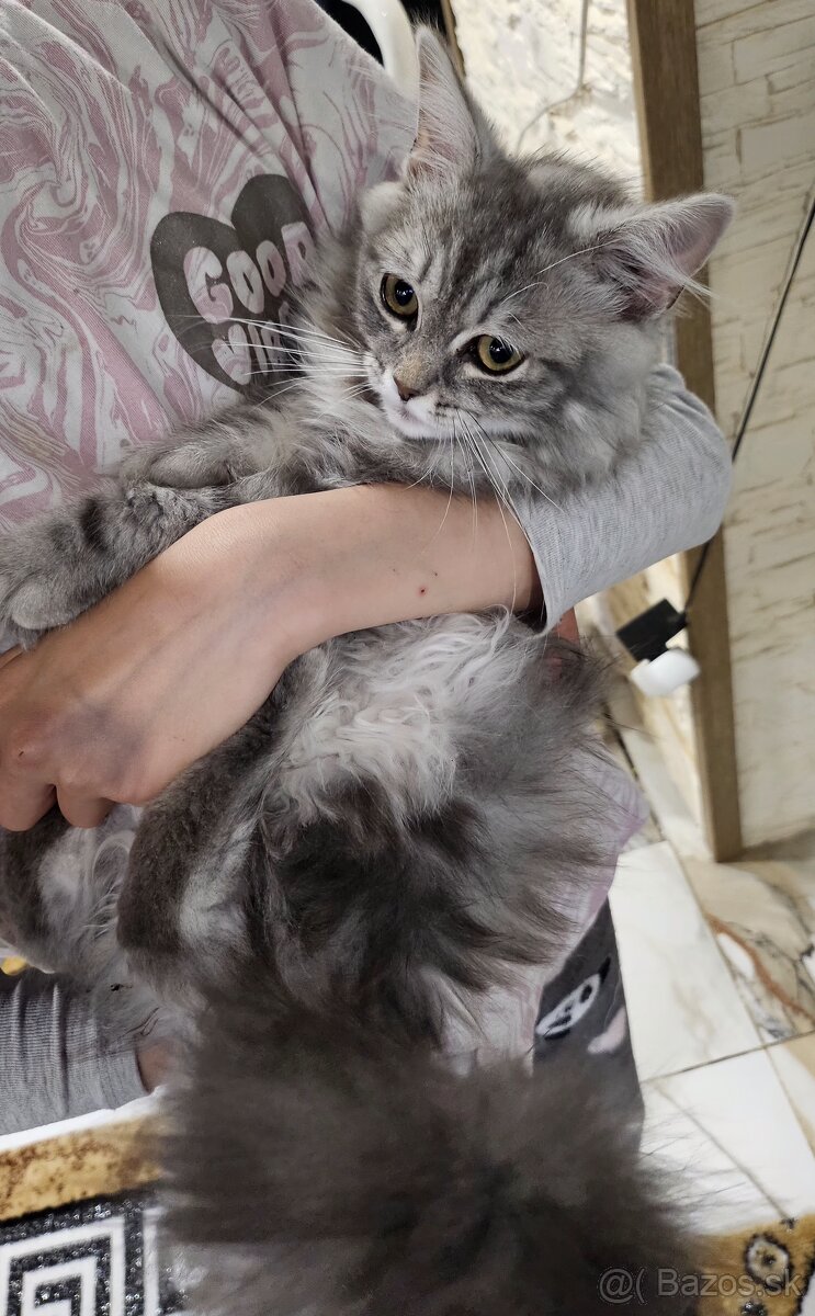 Perzske ragdoll maciatka