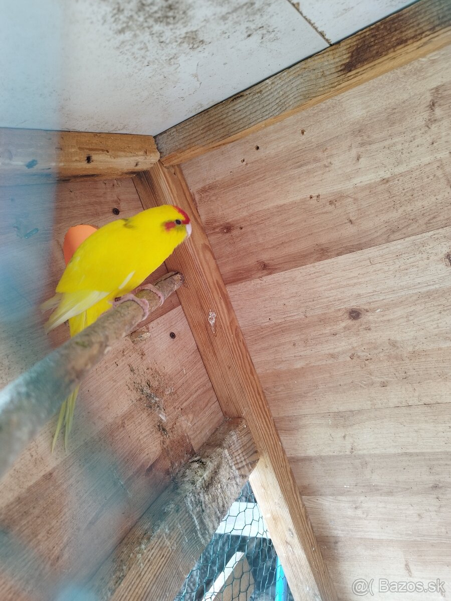 Kakarik