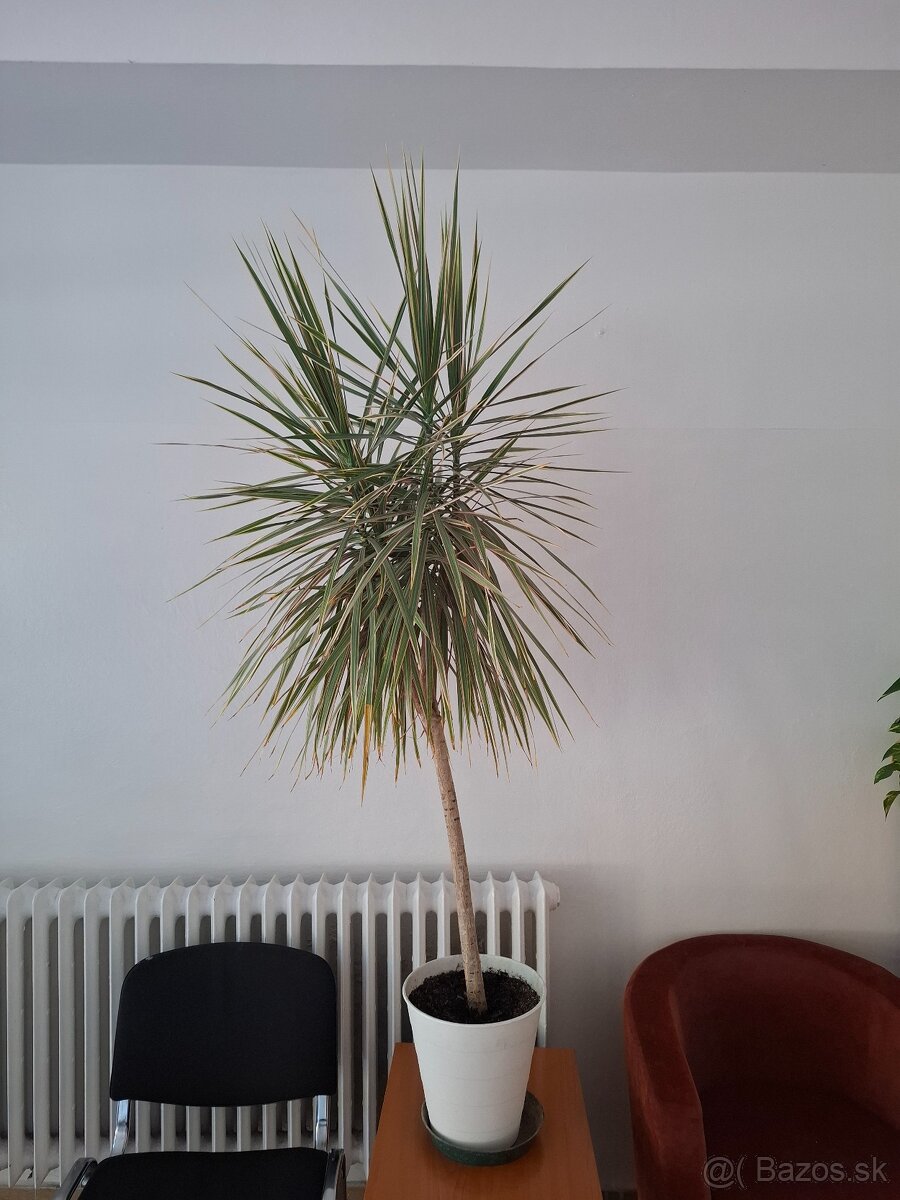 izbová rastlina Dracéna lemovaná