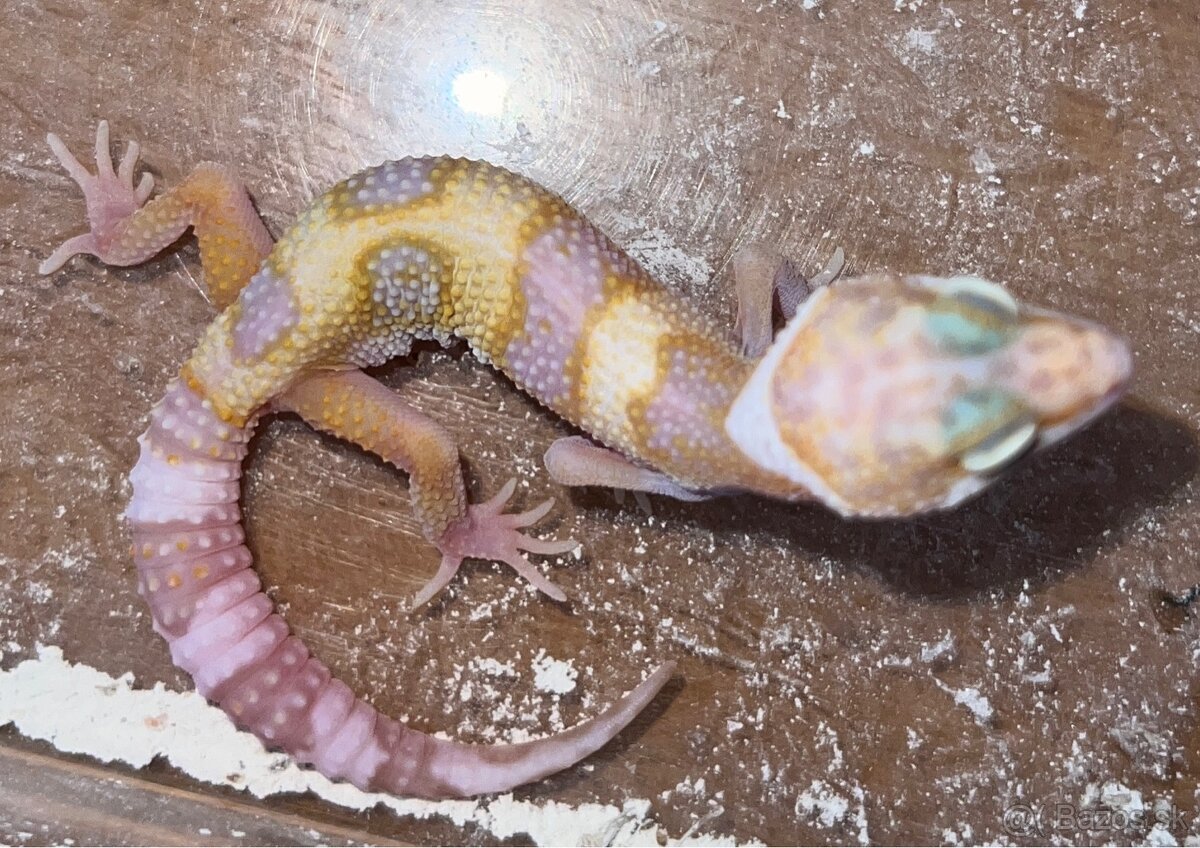 Gekončík nočný - Eublepharis macularius