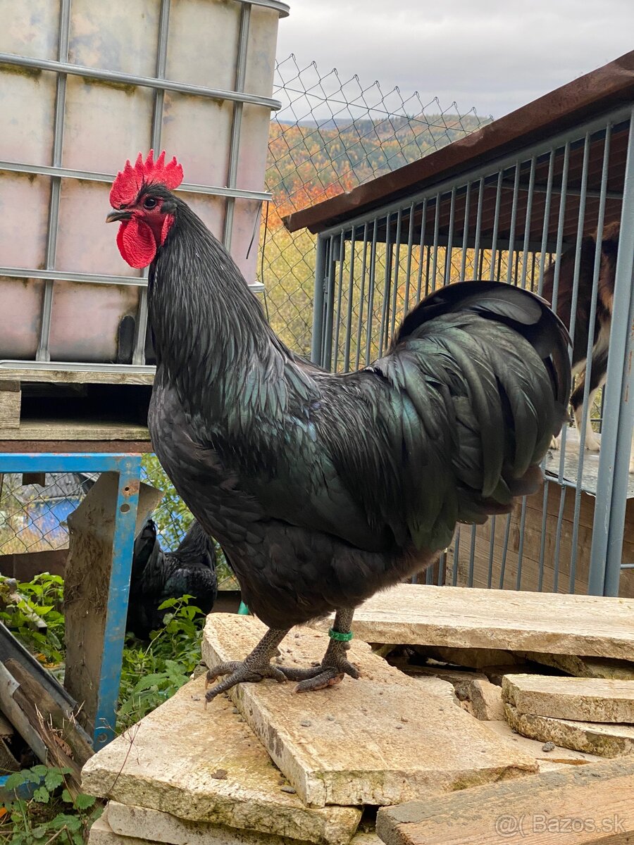 Australorpka čierna