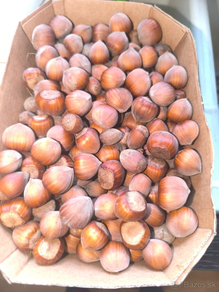Predám lieskové bio orechy