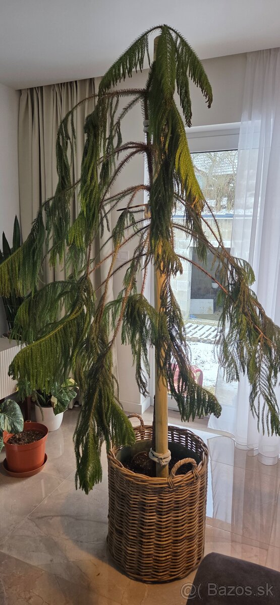 Araucaria cca 30 ročná