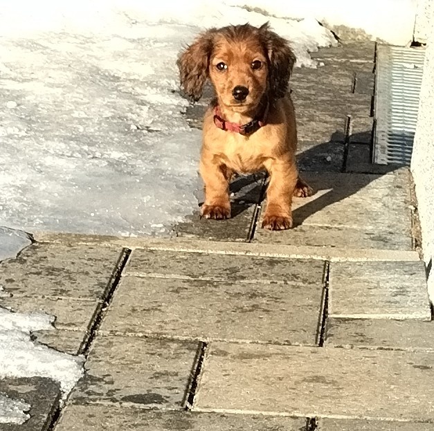 Jazvečík dlhosrsty štandard