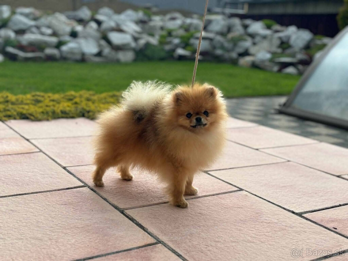 POmeranian