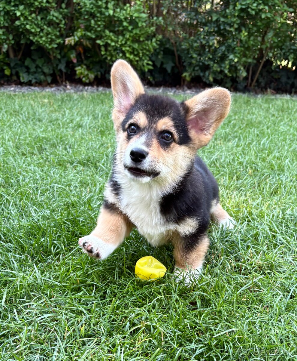 Welsh Corgi Pembroke