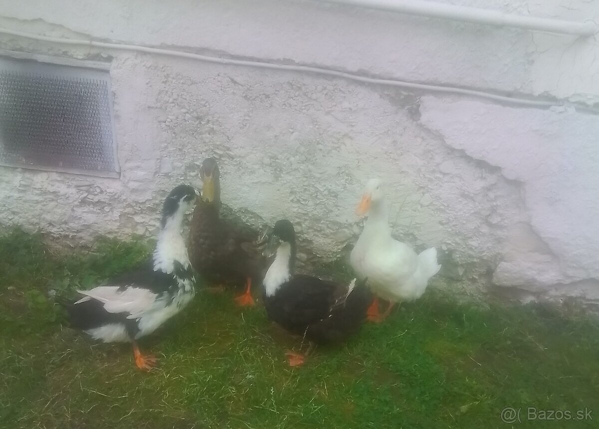 Ponúkam ruanske kačky