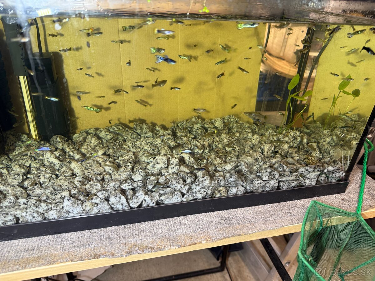 predám Gupky a Endlerky