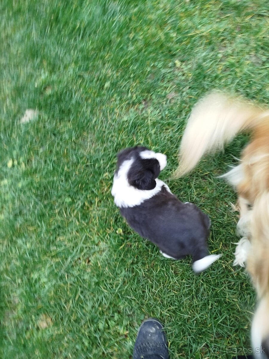 ŠTENIATKA – okres Skalica