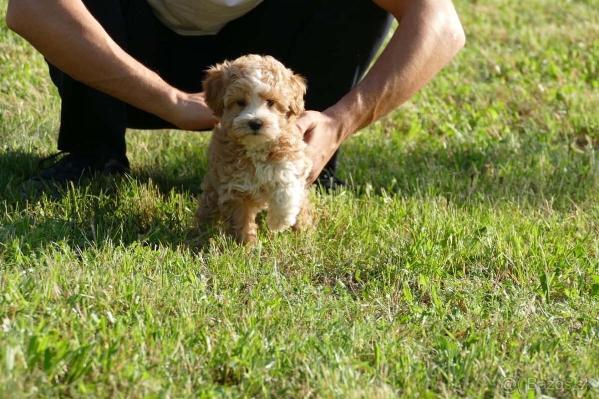Mini Maltipoo