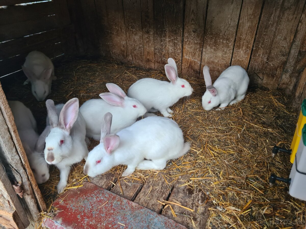 Králiky na ďalší chov