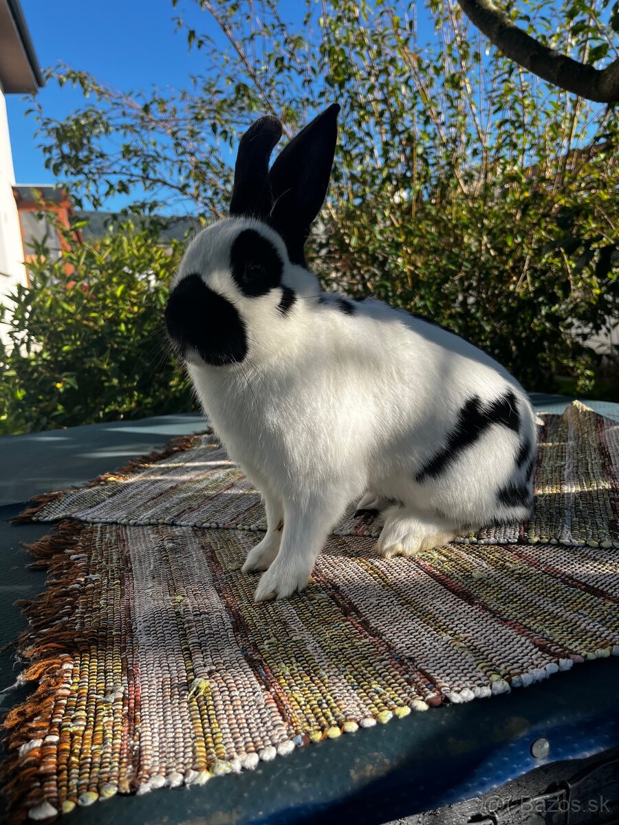 Králik Český strakáč