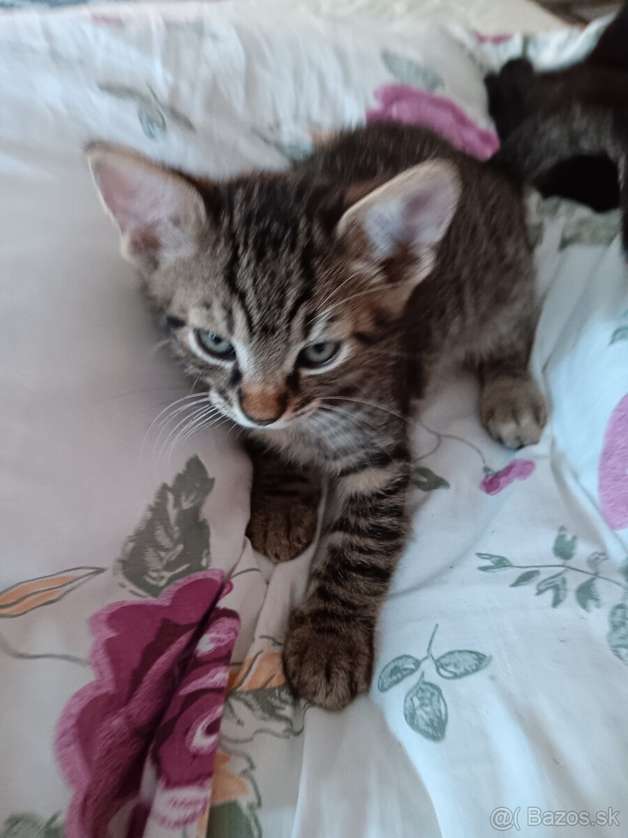 Darujem 3 mesačného  Kocúrika