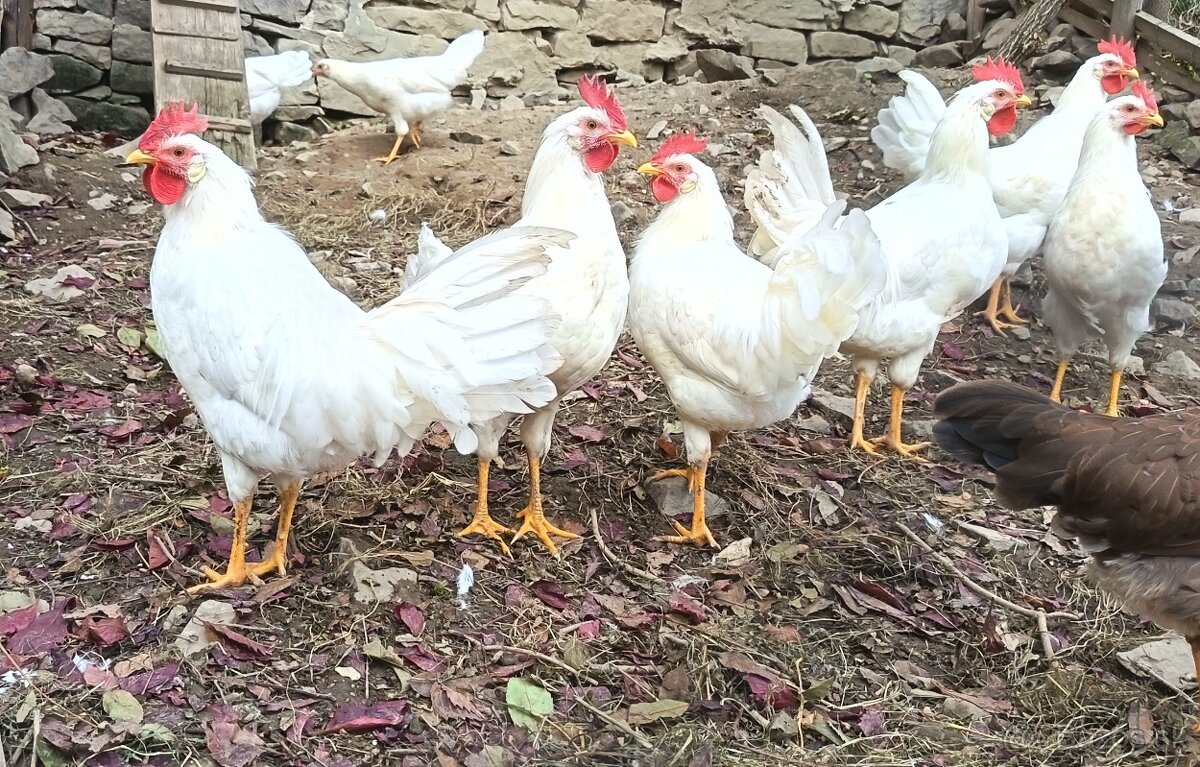 kohút leghorn