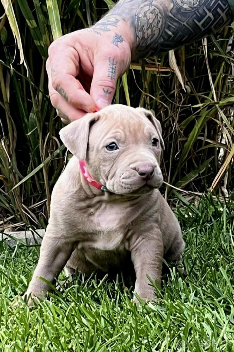 AMERICAN BULLY ODBER HNED