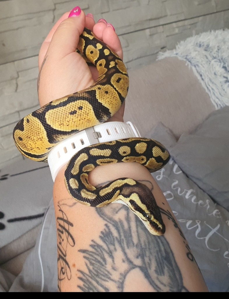 Python regius , python kralovsky, pyton