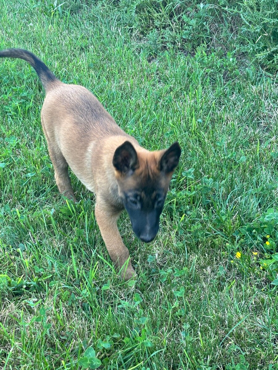 Belgický ovčiak - Malinois